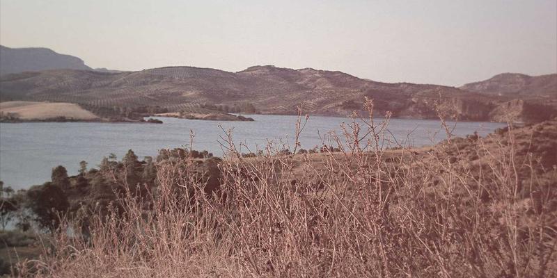 捕捉灵动瞬间：专业宠物摄影服务教你打造明亮通透的创意素材