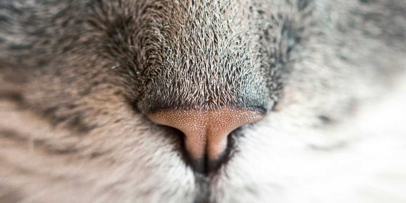 自然光人像摄影：黄金时段与阴影区域的明亮度控制技巧，打造高清图片素材